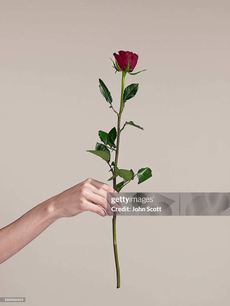 Woman holding a single rose, close-up of hand