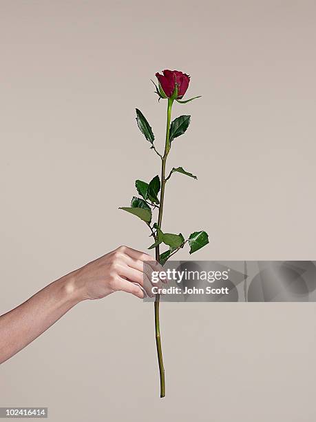 woman holding a single rose, close-up of hand - single rose stockfoto's en -beelden