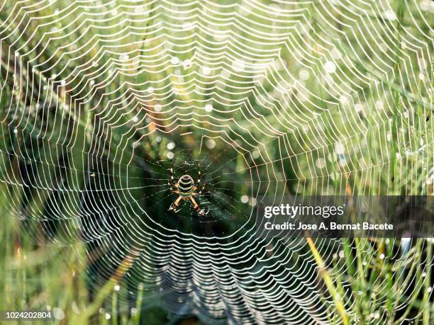spiderweb and spider in the grass, of the species wasp spider (argiope bruennichi), illuminated by the light of the sun with water drops after the rain. spain. - getingspindel bildbanksfoton och bilder
