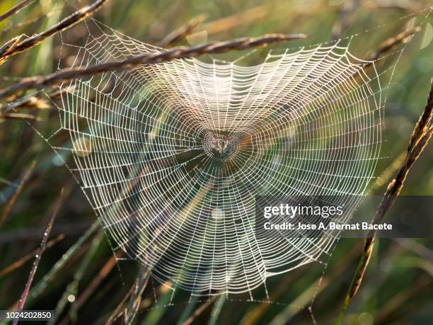 spiderweb and spider in the grass, of the species wasp spider (argiope bruennichi), illuminated by the light of the sun with water drops after the rain. spain. - getingspindel bildbanksfoton och bilder