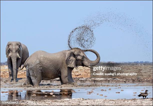 elephant spraying himself with mud - mud stock pictures, royalty-free photos & images