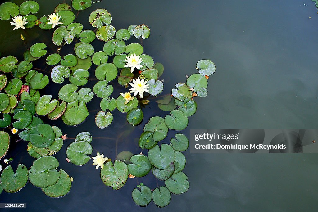 Lilly pad with flower