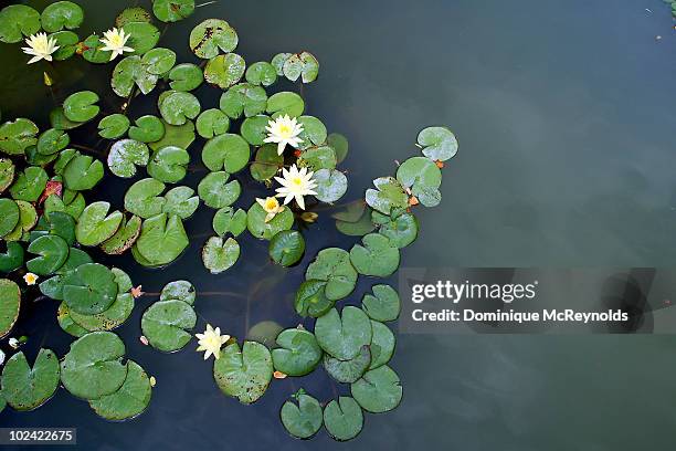 lilly pad with flower - waterlelie stockfoto's en -beelden