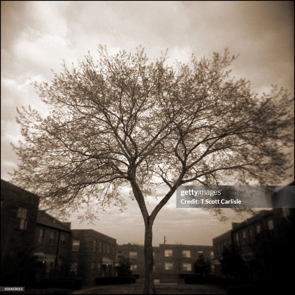 Tree in Spring