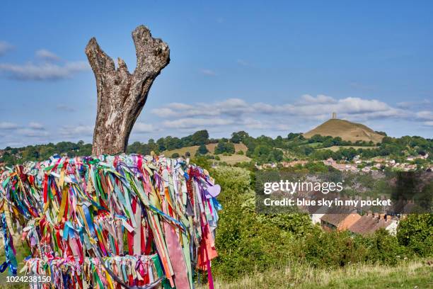 glastonbury holy thorn, wearyall hill, glastonbury, somerset, uk - thorn stock pictures, royalty-free photos & images