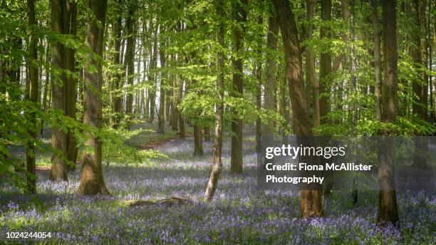 bluebells and beech trees in an english bluebell woodland - northants stock pictures, royalty-free photos & images
