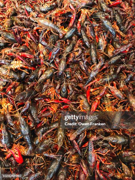 live crayfish for sale at a harbor side seafood market in washington, dc - crayfish stock pictures, royalty-free photos & images