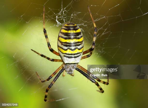 wesp spider - getingspindel bildbanksfoton och bilder