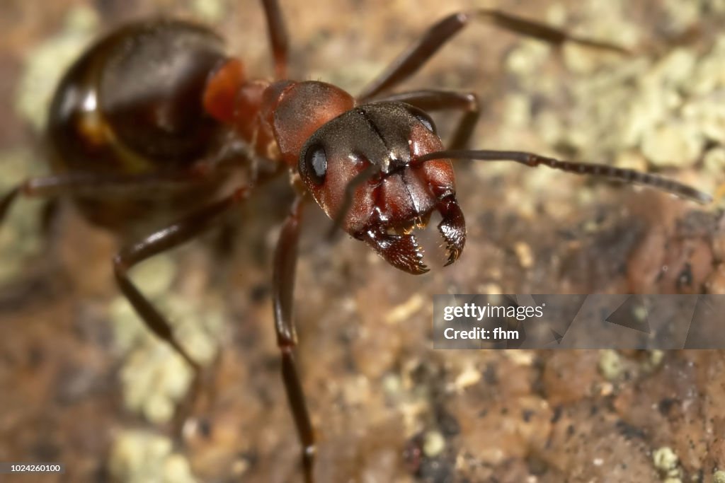 An ant