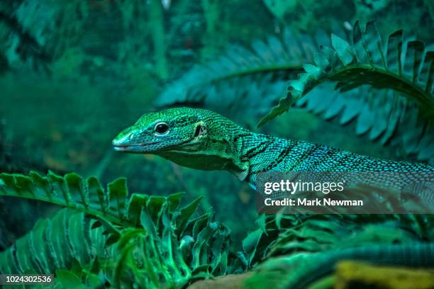 Tree Monitor Emerald Tree Monitor Photos and Premium High Res Pictures - Getty Images
