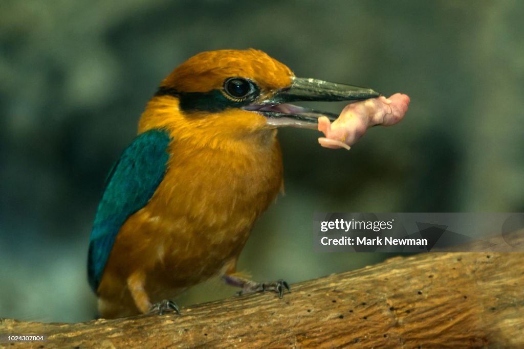 Guam Kingfisher