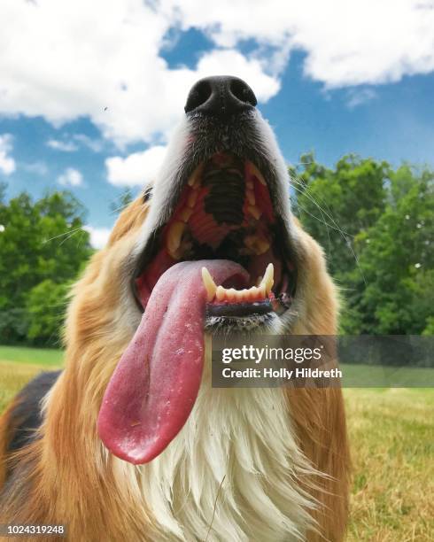 summer time fun for dog - hijgen stockfoto's en -beelden