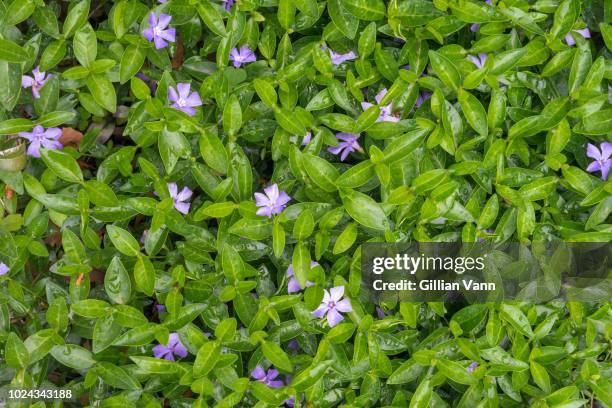 Periwinkle Definition 241 Common Periwinkle Stock Photos, High-Res Pictures, and Images ...