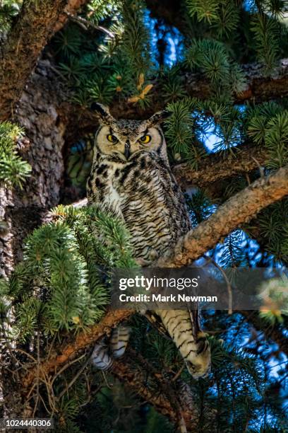 great horned owl - mocho orelhudo - fotografias e filmes do acervo