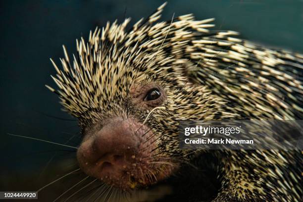 prehensile-tailed porcupine - porcupine stockfoto's en -beelden