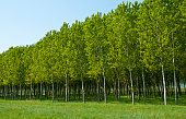 Poplar Plantation, Renewable resource, trees grown for the extraction of wood, paper and energy.