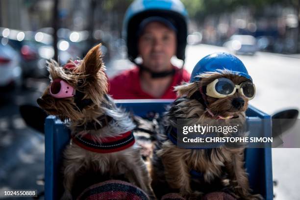 Dog Motorcycle Helmet Photos and Premium High Res Pictures - Getty Images