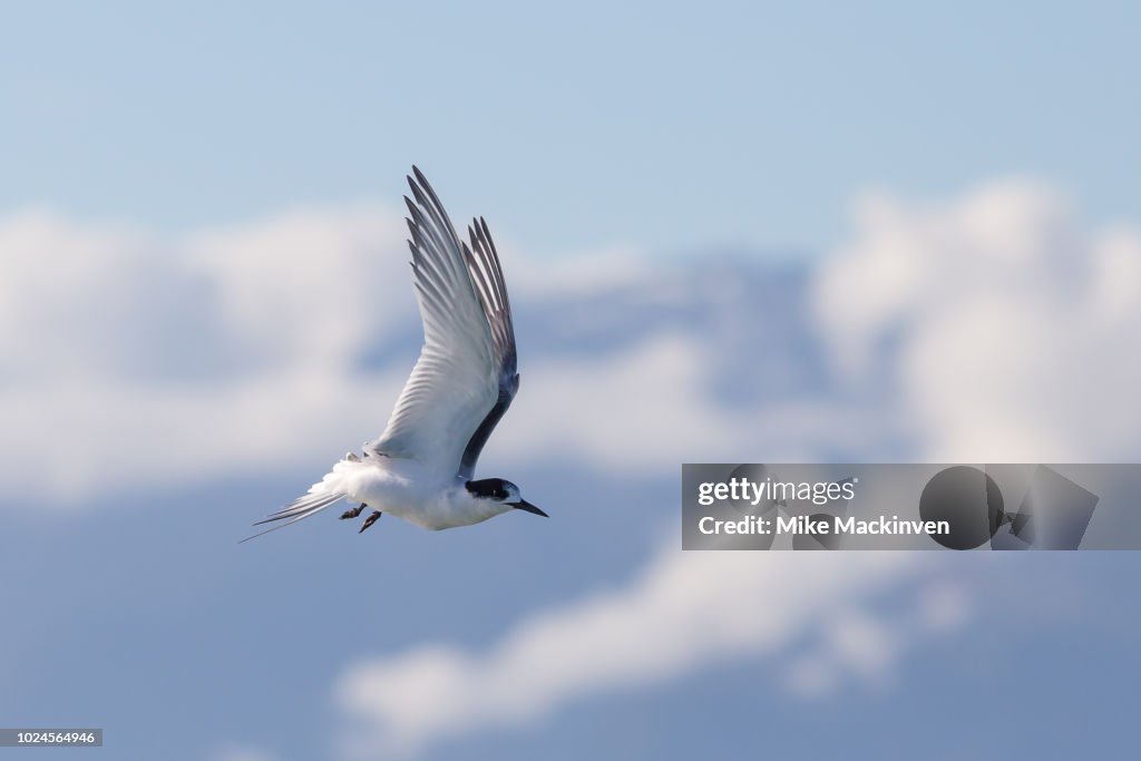Tara, the white-fronted tern