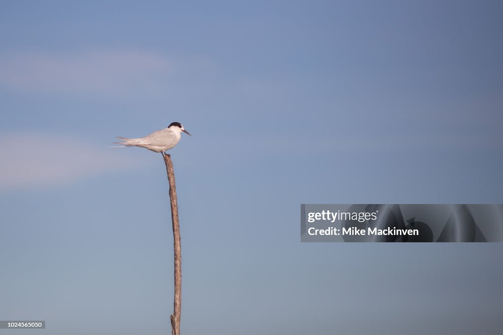 Tara, the white-fronted tern