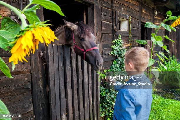 paard en de jongen - agritoerisme stockfoto's en -beelden