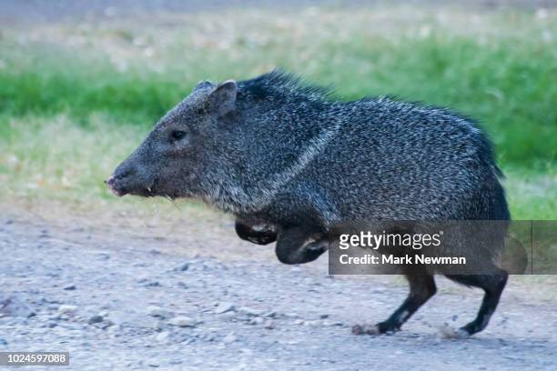 collared peccary - wild hog stock pictures, royalty-free photos & images