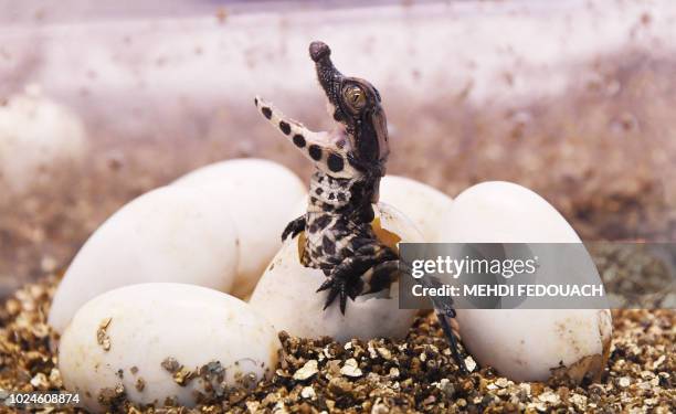 West African dwarf crocodile hatches from its egg on August 27 at the Planet Exotica zoological and botanical garden in Royan, southwestern France. -...