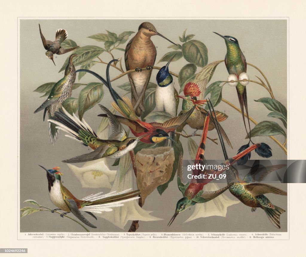 Hummingbirds (Trochilinae), chromolithograph, published in 1897