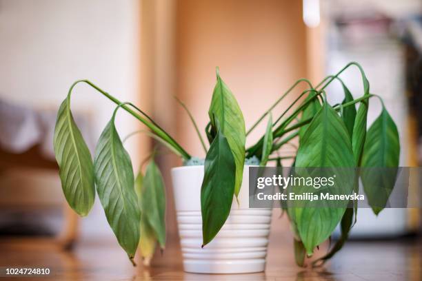 dying plant - wilted stock pictures, royalty-free photos & images