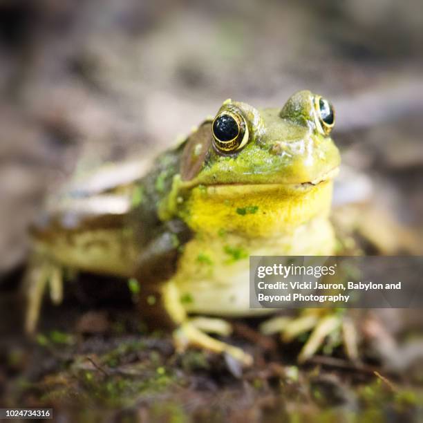 friendly little bullfrog close up looking at camera on long island, ny. - bullfrog - fotografias e filmes do acervo