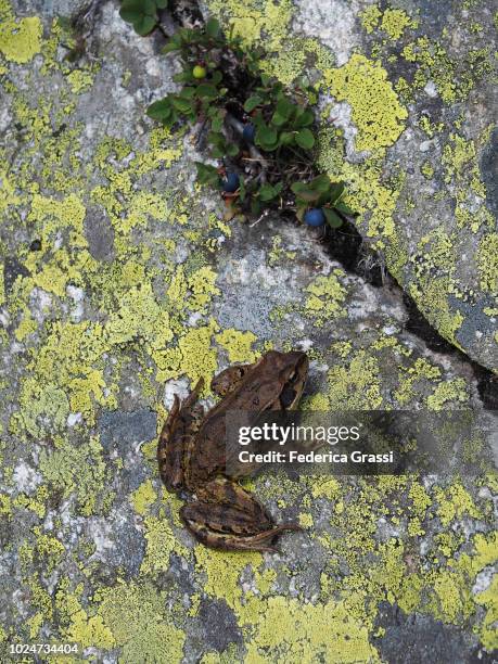 common frog (rana temporaria) and blueberries (series) - lachen photos et images de collection