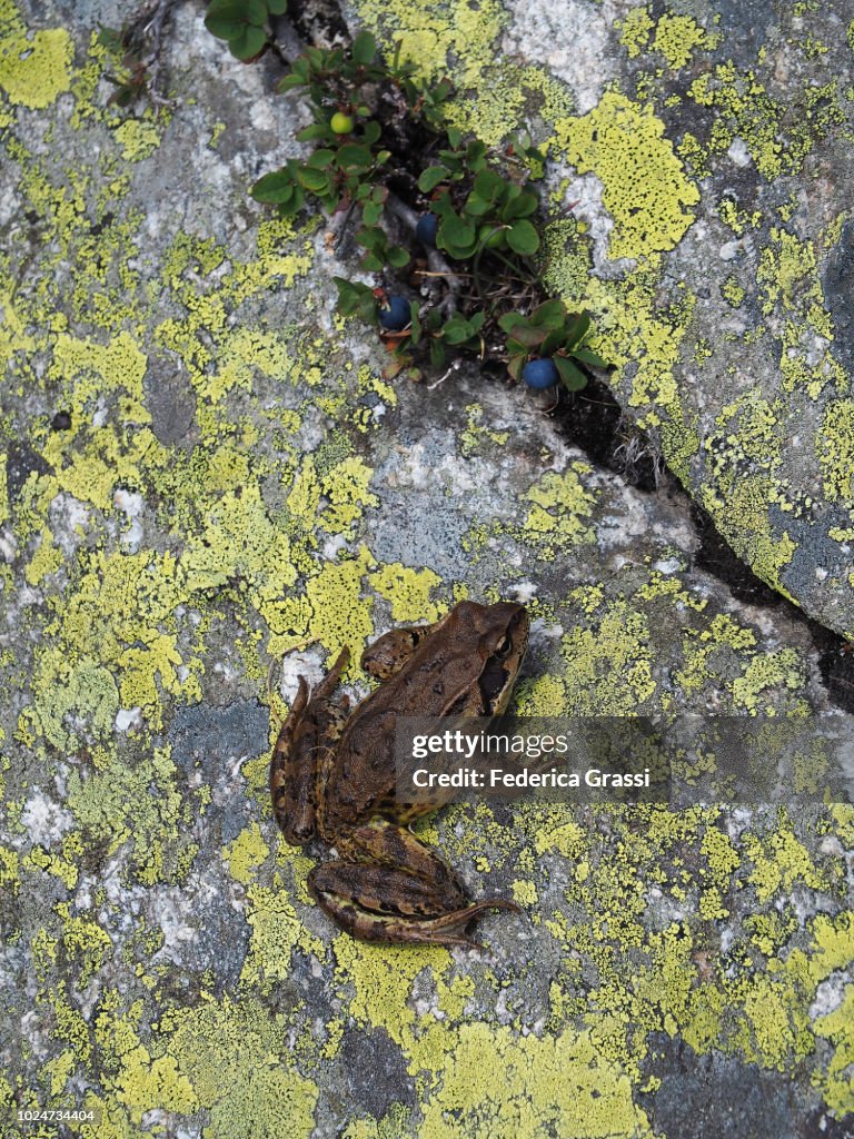 Common Frog (Rana Temporaria) and Blueberries (Series)