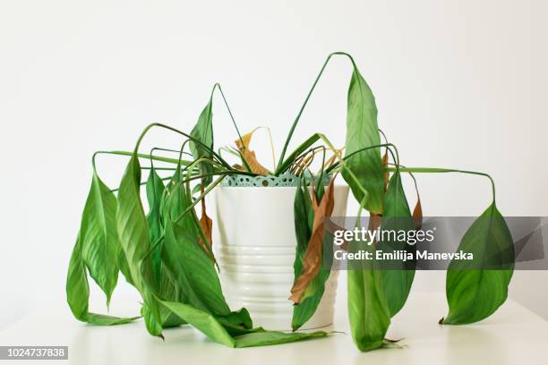 dying plant - dead plant stock pictures, royalty-free photos & images