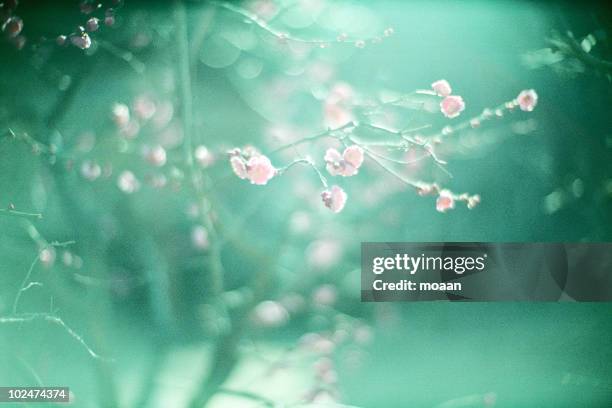 blossom with sunshine - plum blossom stock pictures, royalty-free photos & images