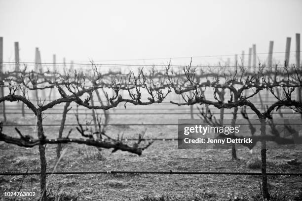 grapevines in fog - australia winery stock pictures, royalty-free photos & images