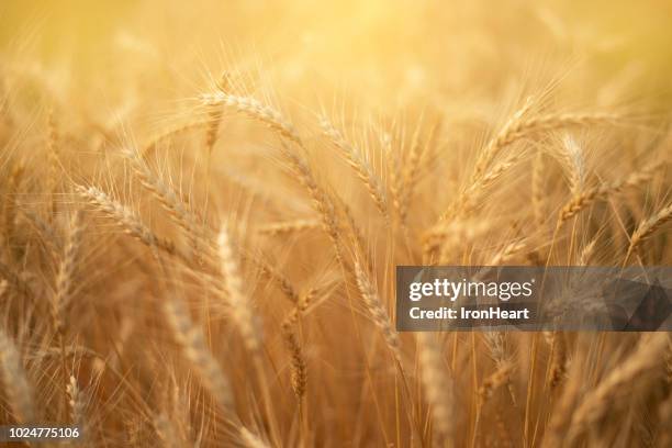 barley rice paddy field. - barley stockfoto's en -beelden