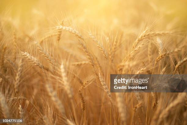 barley rice paddy field. - cevada imagens e fotografias de stock