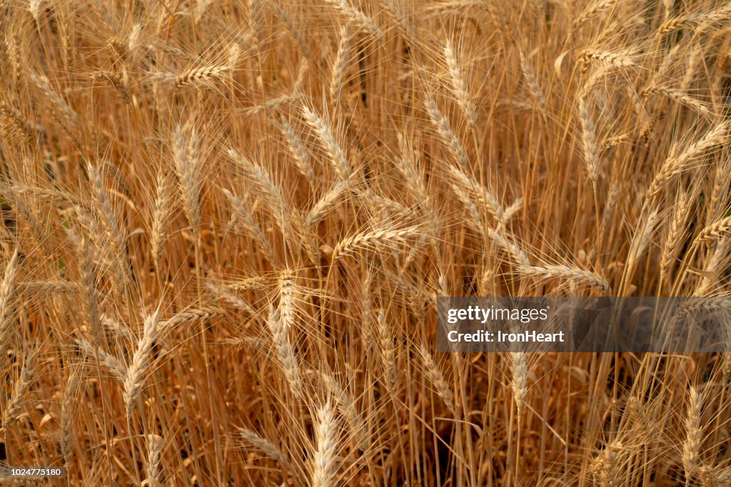 Burey Rice Barley Rice Paddy Field High-Res Stock Photo - Getty Images