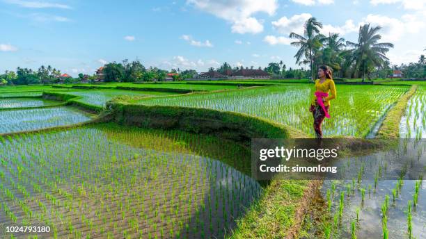 the girl standing on terraced field - denpasar stockfoto's en -beelden