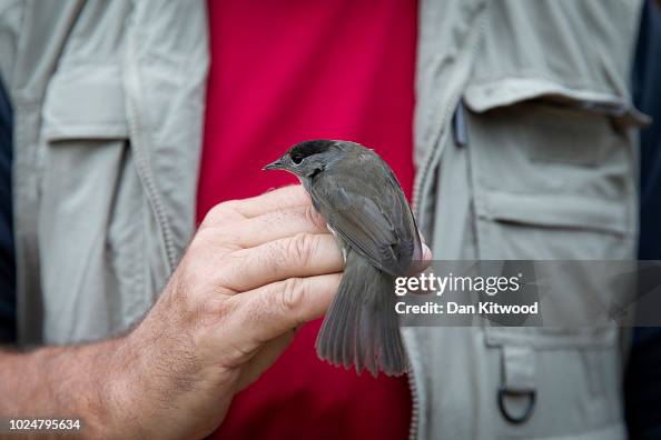 Bird Ringer Volunteer and trained bird ringer Phil Bareat holds a male Blackcap ...