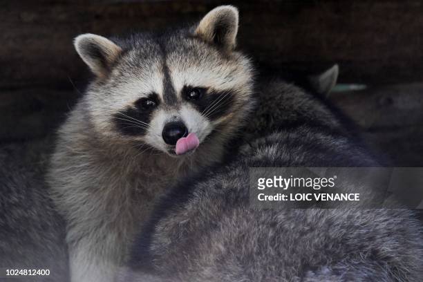 Picture taken on July 17, 2018 shows a raccoon at the Legendia Park in Frossay, western France.
