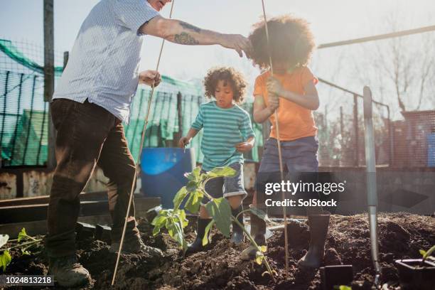 working on the allotment with grandad - happy sunflower stock pictures, royalty-free photos & images