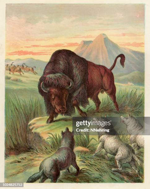 bison fighting off wolf attack color lithograph - bison stock illustrations