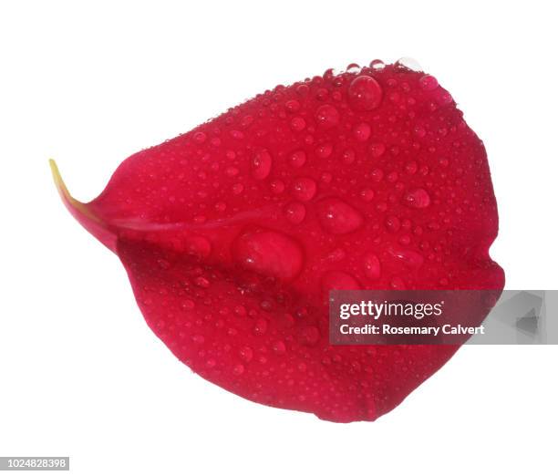 fragrant red rose petal with water drops. - rose petals stock pictures, royalty-free photos & images