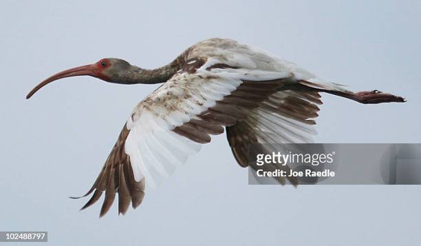 An Ibis with oil stained feathers from the Deepwater Horizon oil spill flies over Cat Bay on June 28, 2010 near Grand Isle, Louisiana. According to...