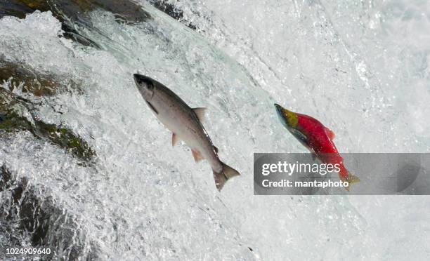 lax, alaska - indianlax bildbanksfoton och bilder