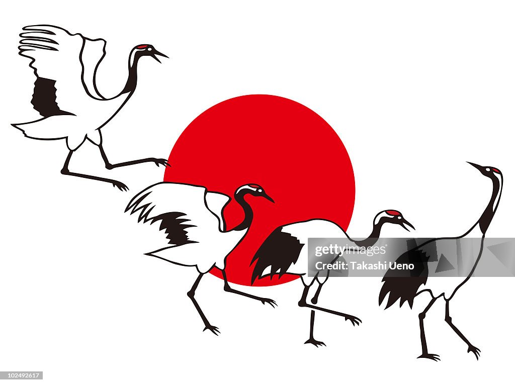A Japanese Crane landing in stop motion