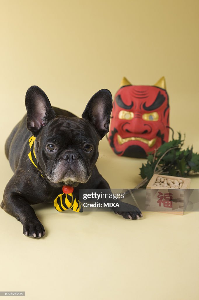 French Bulldog Puppy and Setsubun