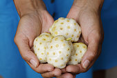 Woman's hands holding noni fruits