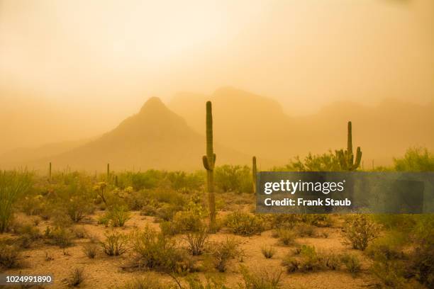 haboob in sonoran desert, saguaro np (west) - haboob stock pictures, royalty-free photos & images