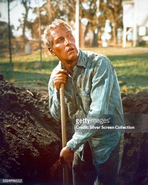 American actor Paul Newman as Luke, forced to dig a grave-sized hole in the film 'Cool Hand Luke', 1967.